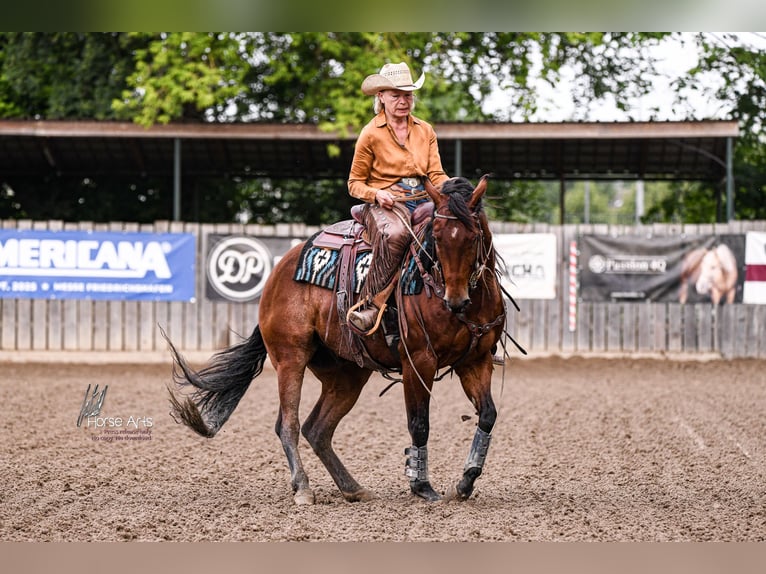 American Quarter Horse Castrone 4 Anni 151 cm Baio in Sinsheim