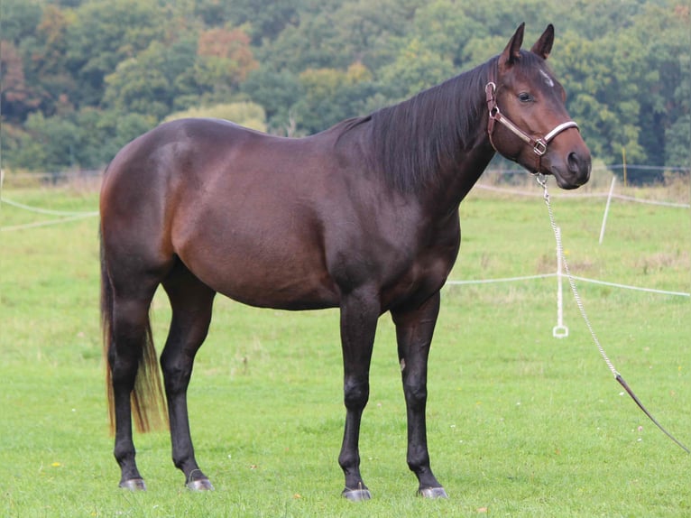 American Quarter Horse Castrone 4 Anni 151 cm Baio scuro in Woustviller