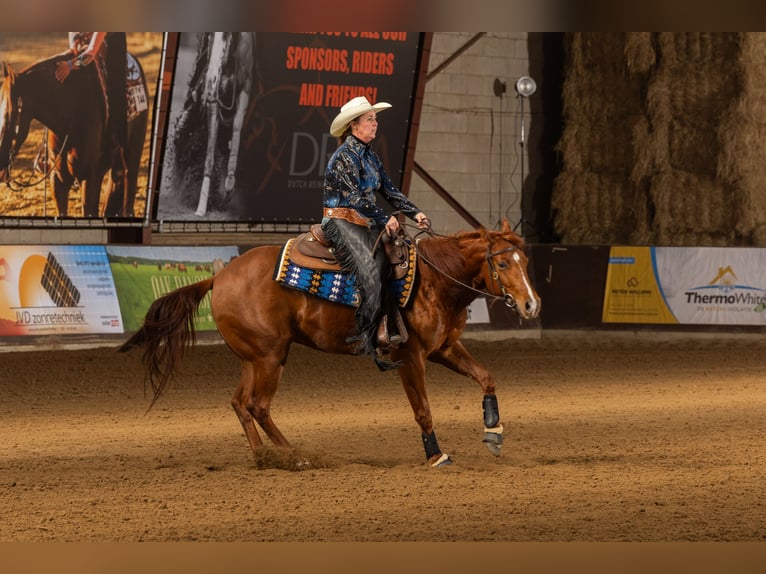 American Quarter Horse Castrone 4 Anni 151 cm Sauro in Geldrop