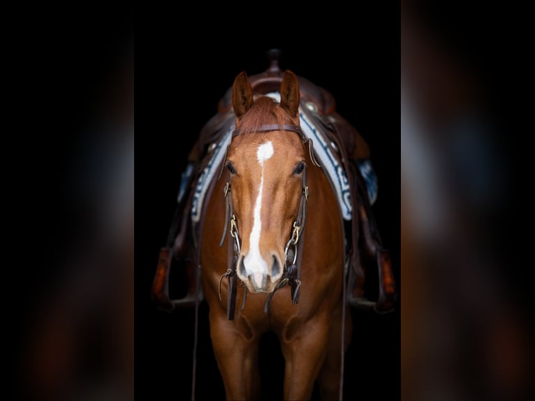 American Quarter Horse Castrone 4 Anni 151 cm Sauro in Geldrop