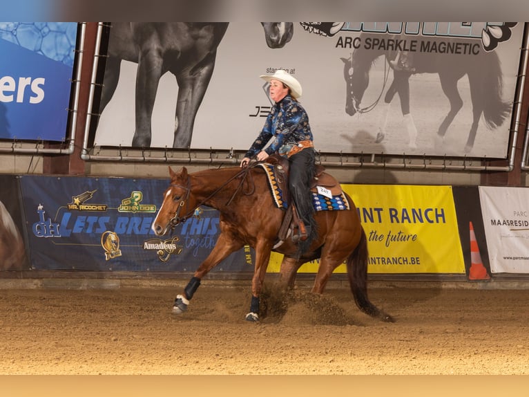 American Quarter Horse Castrone 4 Anni 151 cm Sauro in Geldrop
