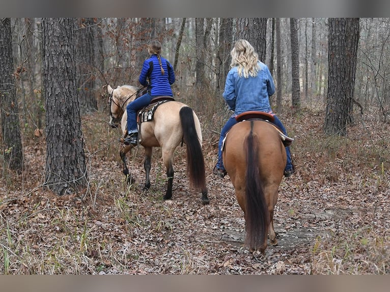 American Quarter Horse Castrone 4 Anni 152 cm Baio in Lancaster