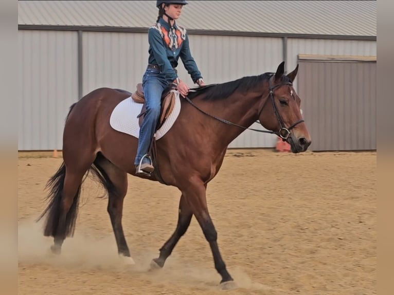 American Quarter Horse Castrone 4 Anni 152 cm Baio ciliegia in Robards, KY