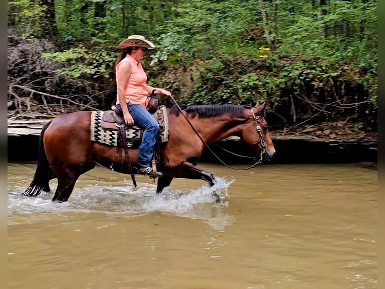 American Quarter Horse Castrone 4 Anni 152 cm Baio ciliegia in Robards, KY