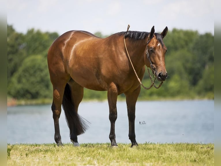 American Quarter Horse Castrone 4 Anni 152 cm Baio ciliegia in Robards, KY