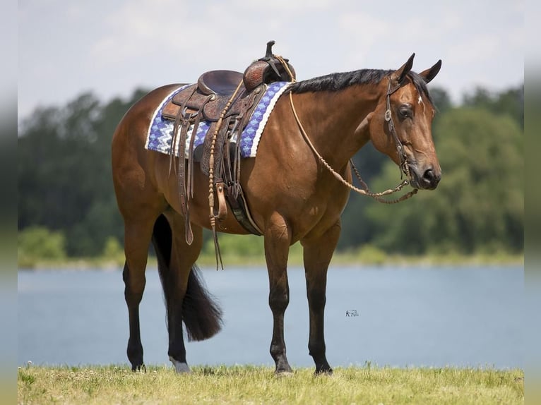 American Quarter Horse Castrone 4 Anni 152 cm Baio ciliegia in Robards, KY