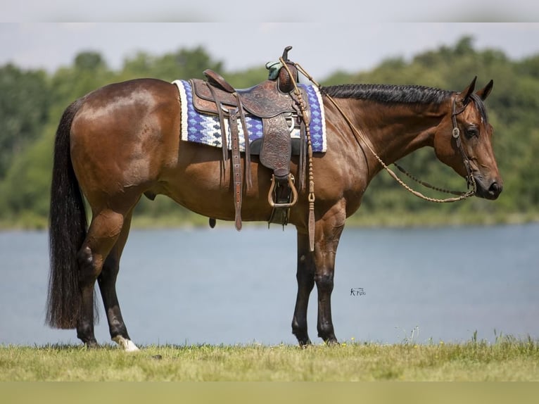 American Quarter Horse Castrone 4 Anni 152 cm Baio ciliegia in Robards, KY