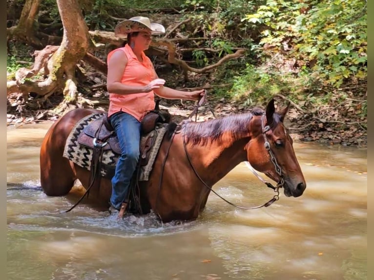 American Quarter Horse Castrone 4 Anni 152 cm Baio ciliegia in Robards, KY