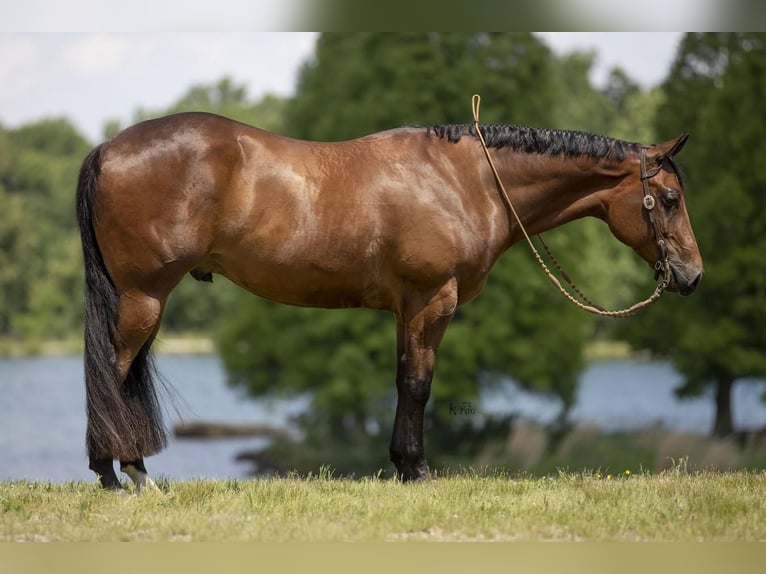 American Quarter Horse Castrone 4 Anni 152 cm Baio ciliegia in Robards, KY