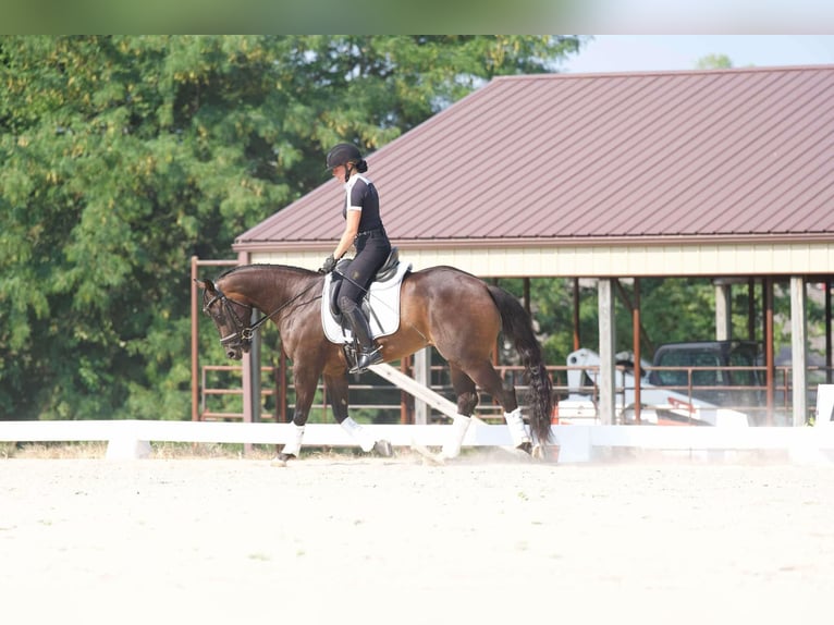 American Quarter Horse Castrone 4 Anni 152 cm Baio ciliegia in Sweet Springs MO