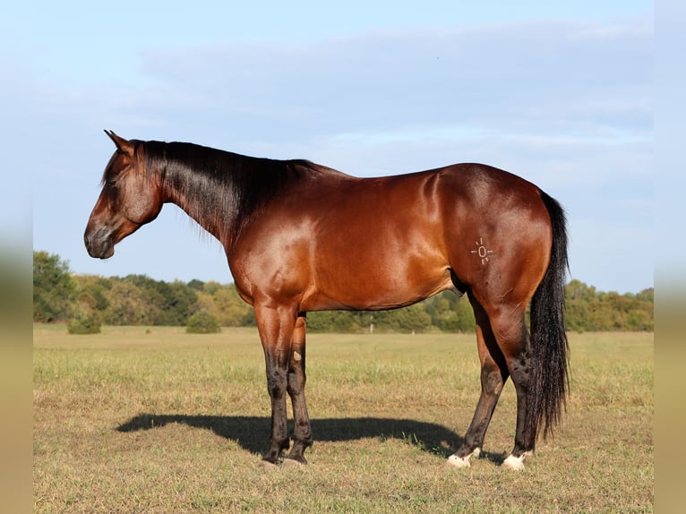 American Quarter Horse Castrone 4 Anni 152 cm Baio ciliegia in Buffalo, MO