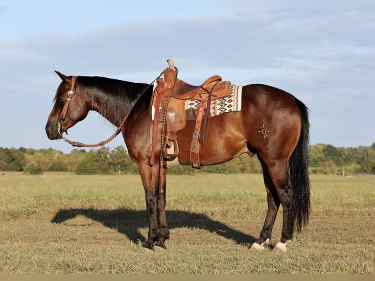 American Quarter Horse Castrone 4 Anni 152 cm Baio ciliegia in Buffalo, MO