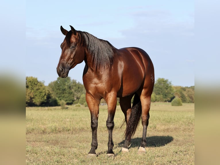 American Quarter Horse Castrone 4 Anni 152 cm Baio ciliegia in Buffalo, MO