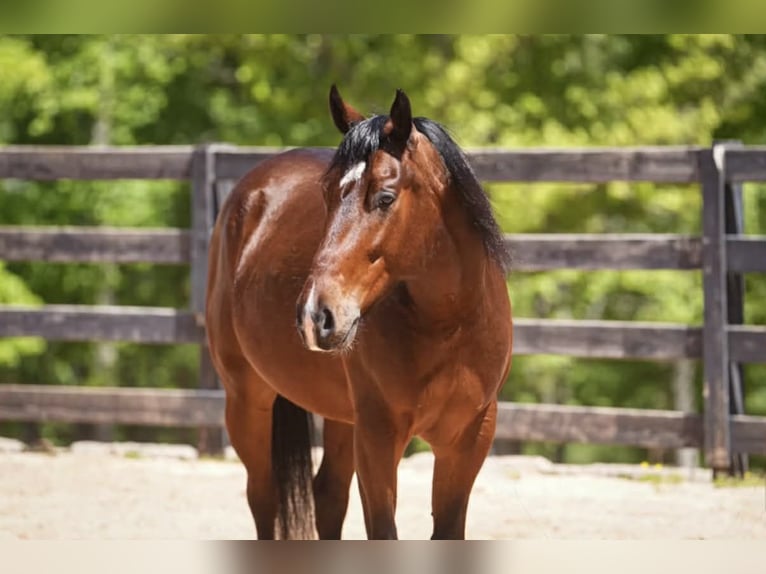 American Quarter Horse Castrone 4 Anni 152 cm Baio ciliegia in Clover
