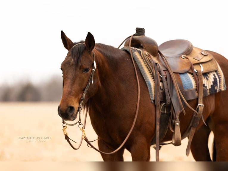 American Quarter Horse Castrone 4 Anni 152 cm Baio ciliegia in Lewistown