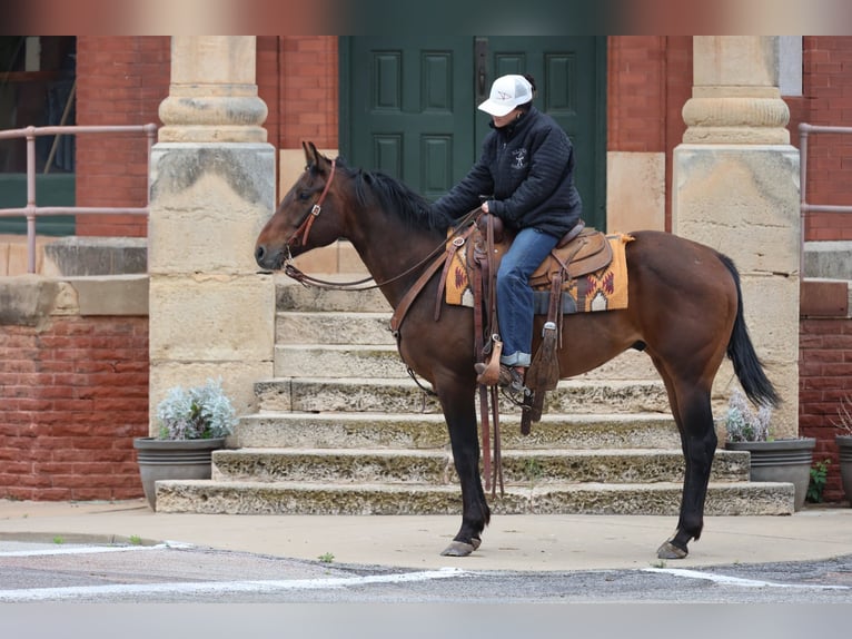 American Quarter Horse Castrone 4 Anni 152 cm Baio ciliegia in Ripley