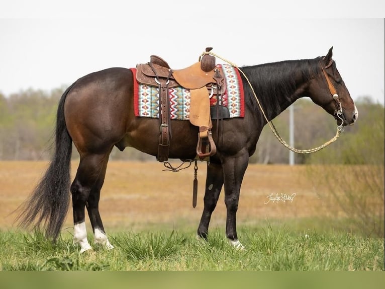 American Quarter Horse Castrone 4 Anni 152 cm Baio ciliegia in Madisonville, KY