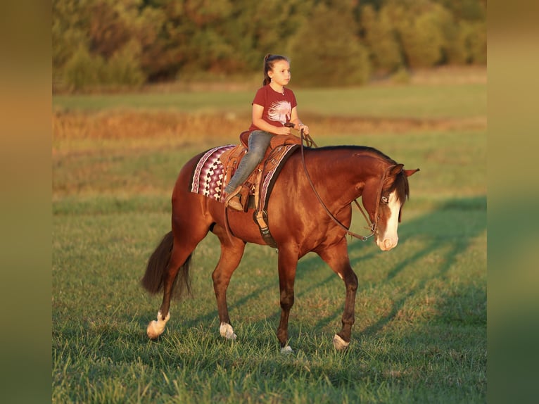 American Quarter Horse Castrone 4 Anni 152 cm Baio ciliegia in Buffalo, MO