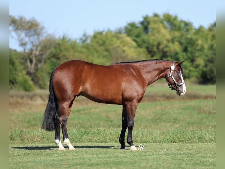 American Quarter Horse Castrone 4 Anni 152 cm Baio ciliegia in Buffalo, MO