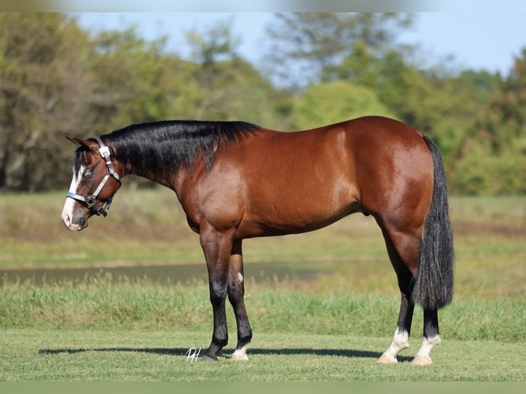 American Quarter Horse Castrone 4 Anni 152 cm Baio ciliegia in Buffalo, MO