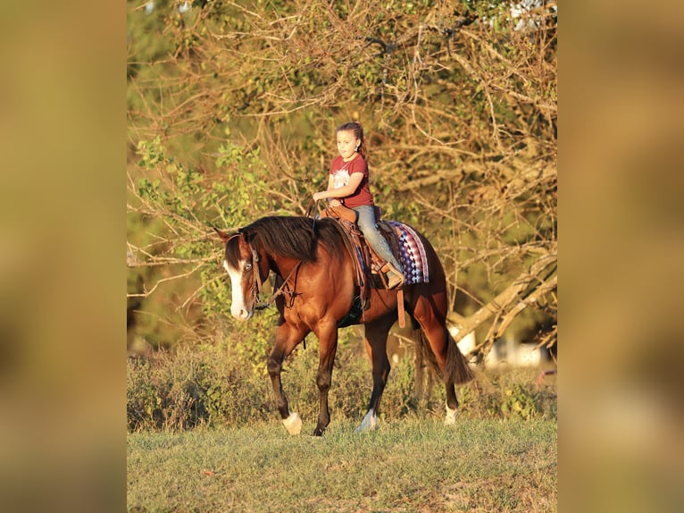 American Quarter Horse Castrone 4 Anni 152 cm Baio ciliegia in Buffalo, MO
