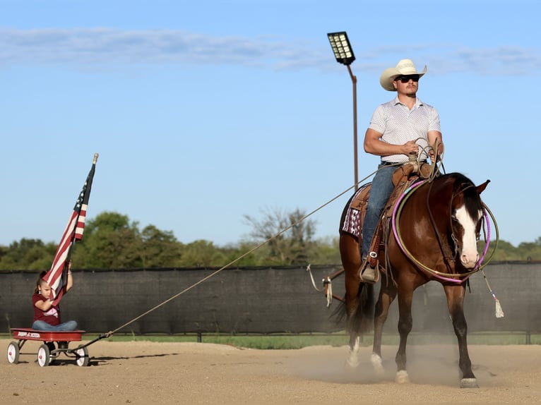 American Quarter Horse Castrone 4 Anni 152 cm Baio ciliegia in Buffalo, MO