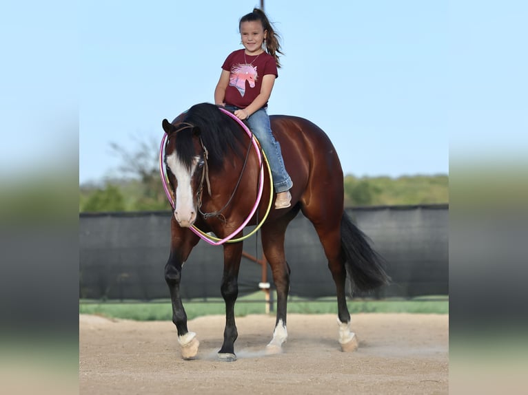 American Quarter Horse Castrone 4 Anni 152 cm Baio ciliegia in Buffalo, MO