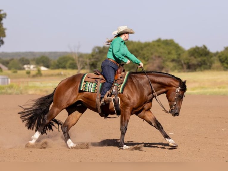 American Quarter Horse Castrone 4 Anni 152 cm Baio ciliegia in Marietta