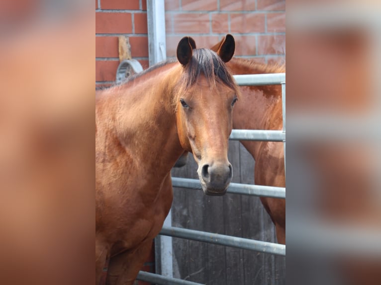 American Quarter Horse Castrone 4 Anni 152 cm Baio in Haren