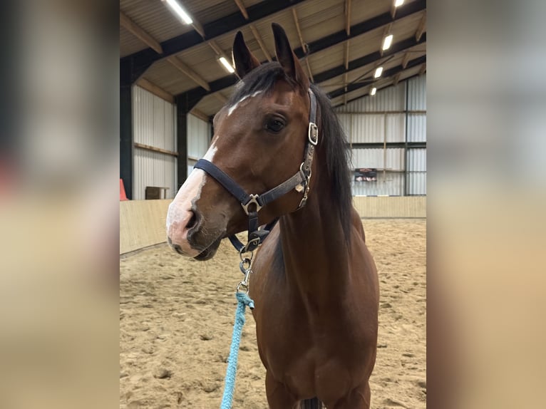 American Quarter Horse Castrone 4 Anni 152 cm Baio in Rijswijk (NB)