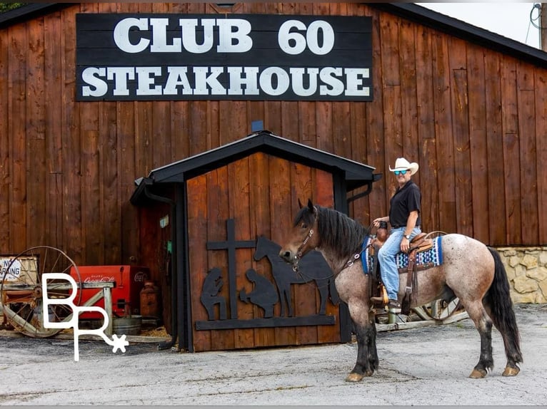 American Quarter Horse Castrone 4 Anni 152 cm Baio roano in Mountain Grove MO