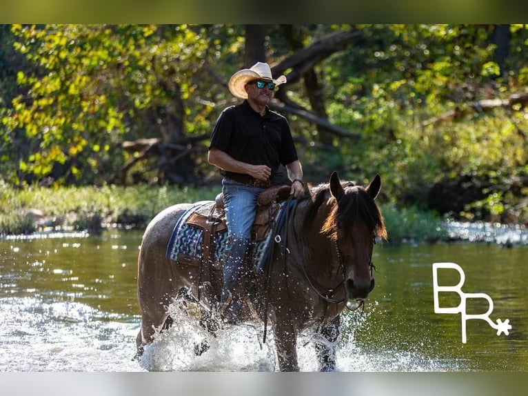 American Quarter Horse Castrone 4 Anni 152 cm Baio roano in Mountain Grove MO