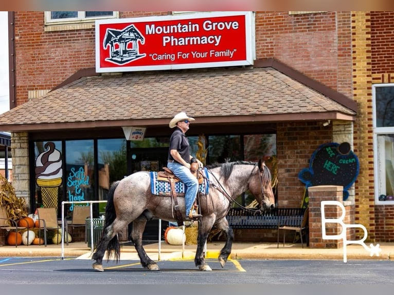 American Quarter Horse Castrone 4 Anni 152 cm Baio roano in Mountain Grove MO