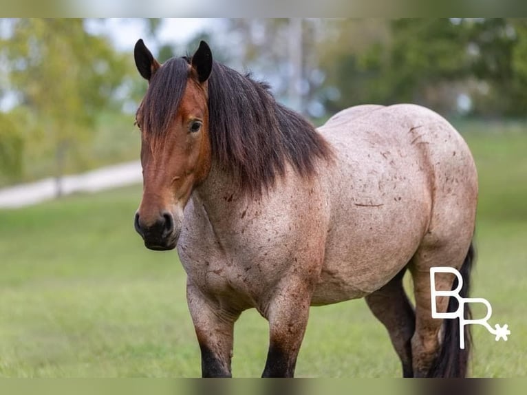 American Quarter Horse Castrone 4 Anni 152 cm Baio roano in Mountain Grove MO