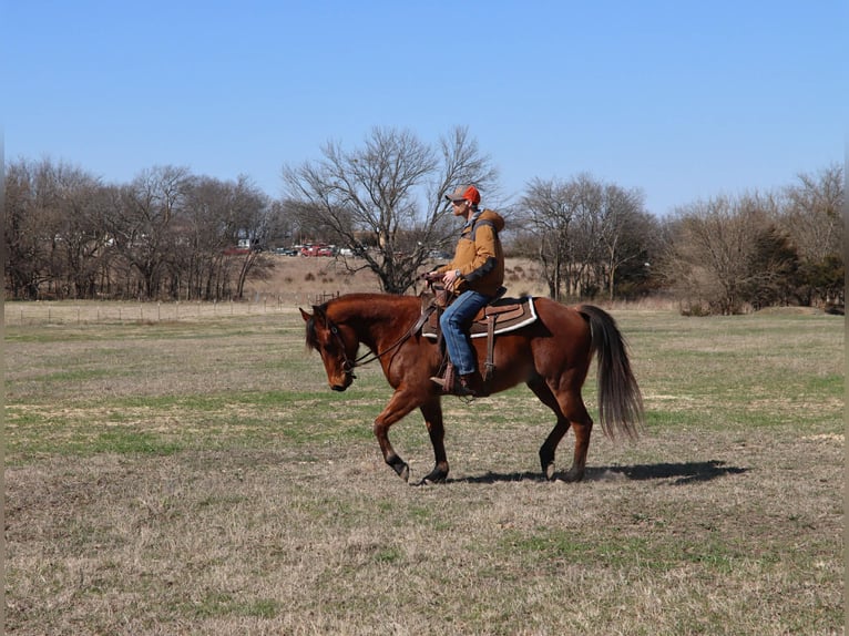 American Quarter Horse Castrone 4 Anni 152 cm Baio roano in Holdenville