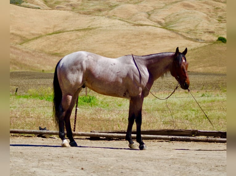 American Quarter Horse Castrone 4 Anni 152 cm Baio roano in Tres Pinos