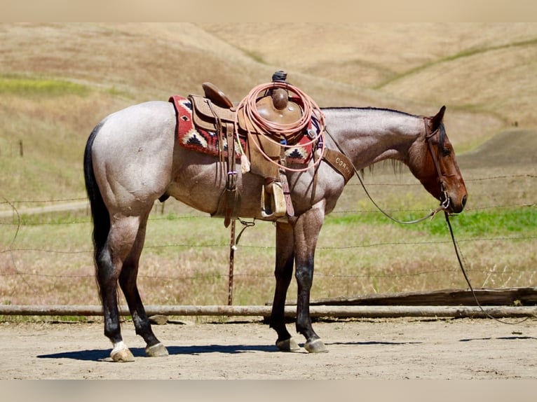 American Quarter Horse Castrone 4 Anni 152 cm Baio roano in Tres Pinos
