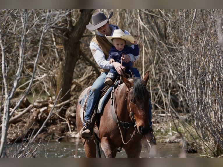 American Quarter Horse Castrone 4 Anni 152 cm Baio roano in Saint Anthony