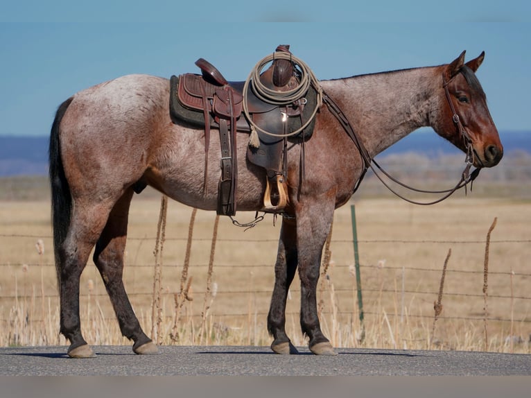American Quarter Horse Castrone 4 Anni 152 cm Baio roano in Saint Anthony