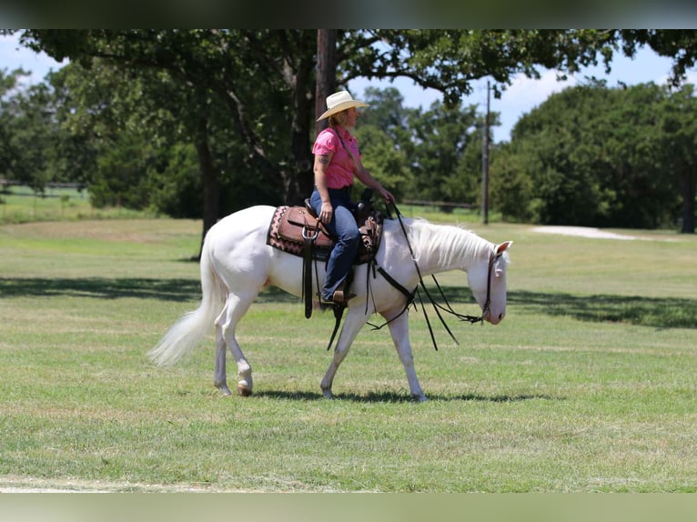 American Quarter Horse Castrone 4 Anni 152 cm Bianco in Decatur, TX