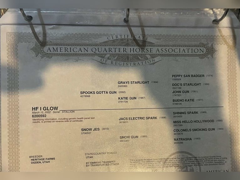 American Quarter Horse Castrone 4 Anni 152 cm Bianco in Decatur, TX