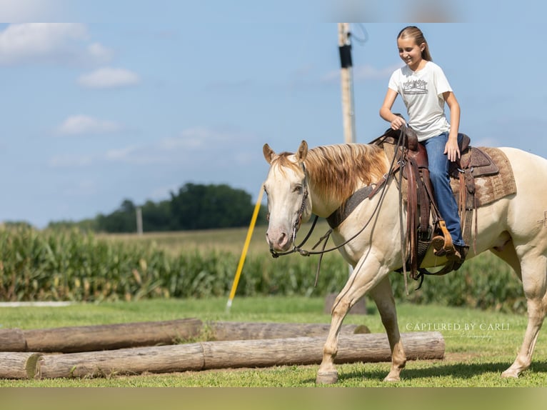 American Quarter Horse Castrone 4 Anni 152 cm Champagne in Lewistown