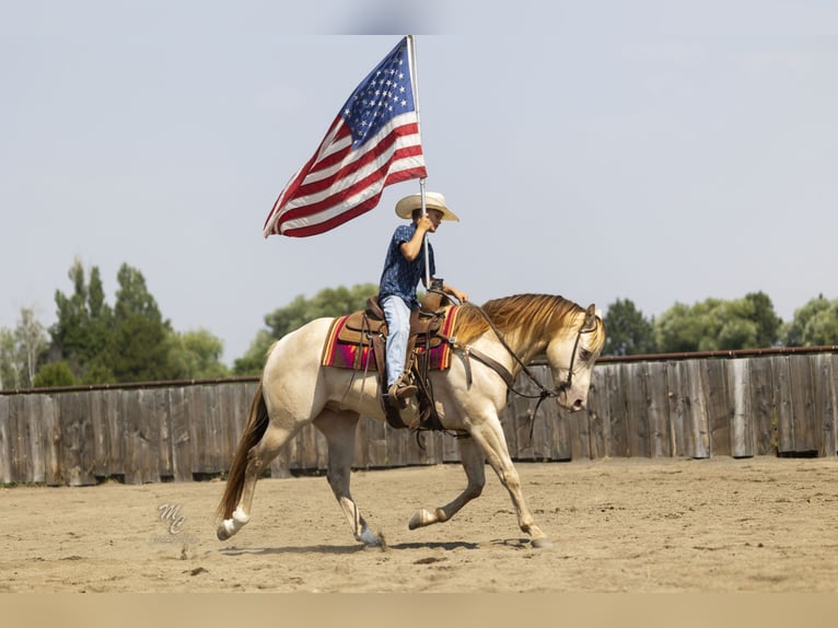 American Quarter Horse Castrone 4 Anni 152 cm Champagne in Caldwell, ID