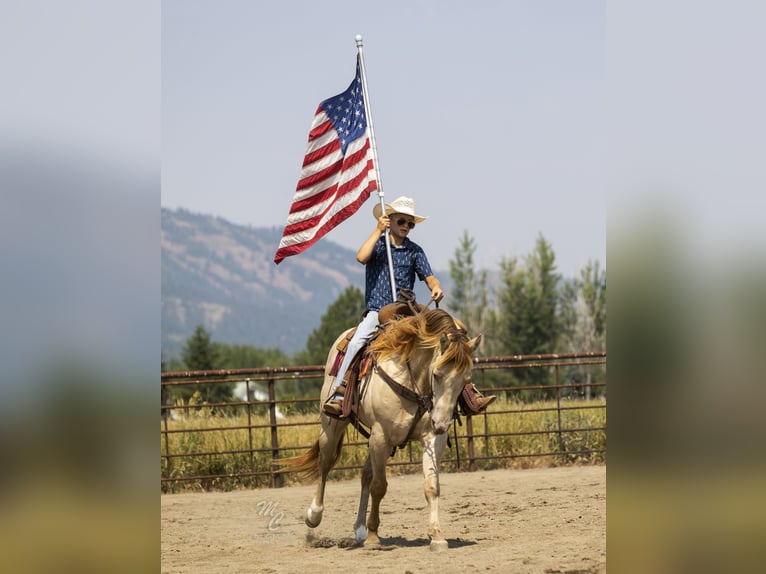 American Quarter Horse Castrone 4 Anni 152 cm Champagne in Caldwell, ID