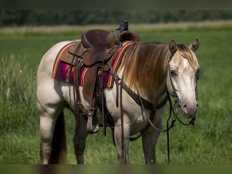 American Quarter Horse Castrone 4 Anni 152 cm Champagne in Caldwell, ID