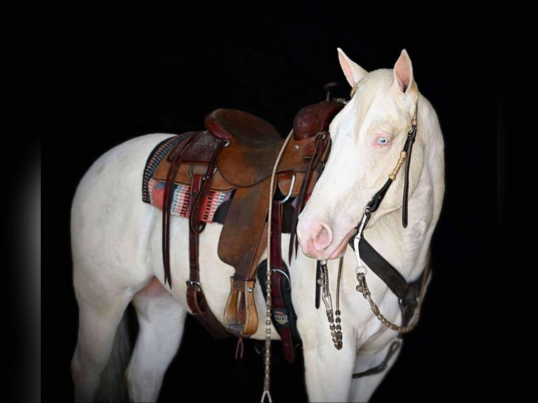 American Quarter Horse Castrone 4 Anni 152 cm Cremello in Rebersburg, PA