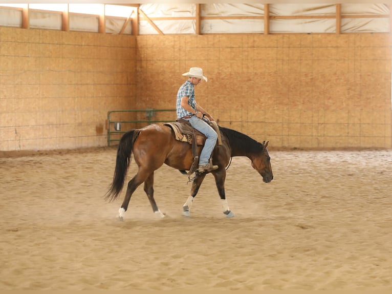 American Quarter Horse Castrone 4 Anni 152 cm Falbo in Bellevue