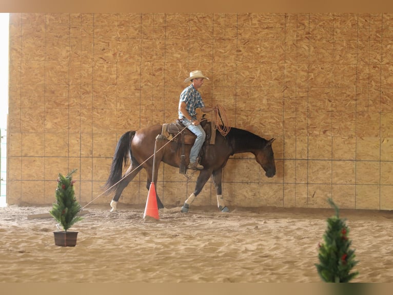 American Quarter Horse Castrone 4 Anni 152 cm Falbo in Bellevue