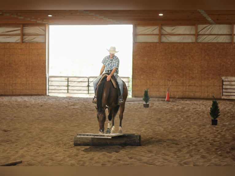 American Quarter Horse Castrone 4 Anni 152 cm Falbo in Bellevue