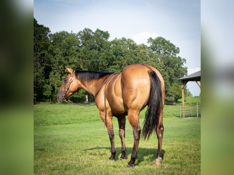 American Quarter Horse Castrone 4 Anni 152 cm Falbo in Greenville Ky